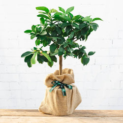 A lemon tree gift from Tree2mydoor, gift wrapped in hessian and tied off with branded Tree2mydoor ribbon.