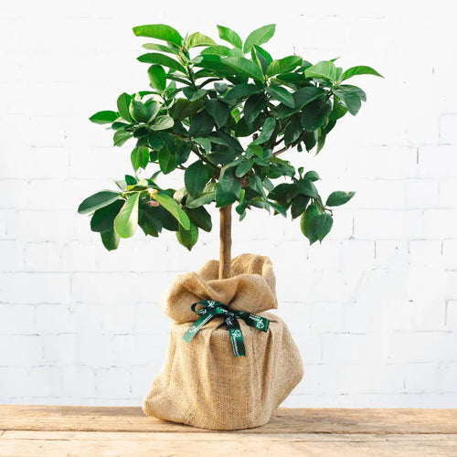 A lemon tree gift from Tree2mydoor, gift wrapped in hessian and tied off with branded Tree2mydoor ribbon.