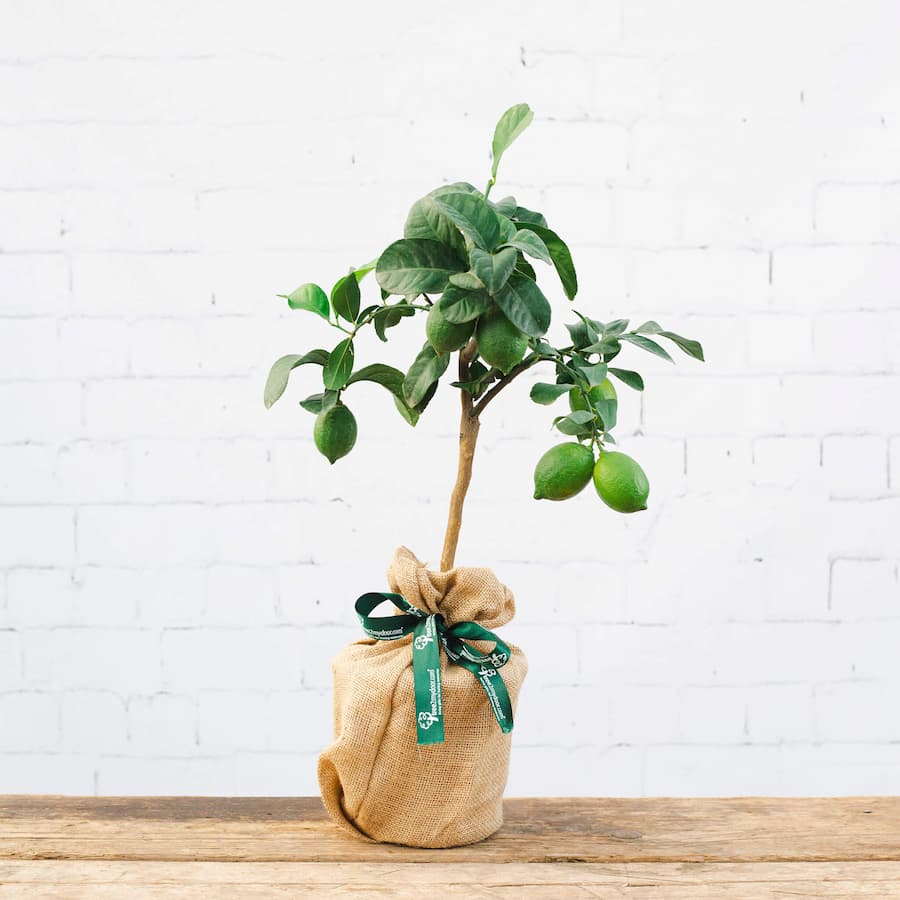 Lemon tree gift