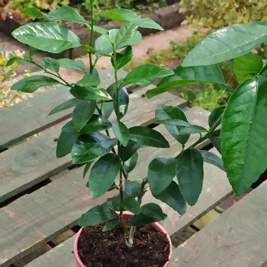 A lime starter tree gift from Tree2mydoor with lush green foliage