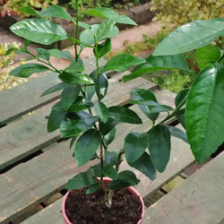 A lime starter tree gift from Tree2mydoor with lush green foliage
