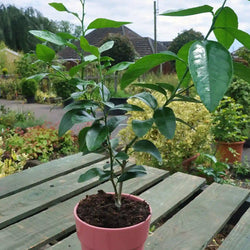 A lime starter tree gift with lush green foliage from tree2mydoor.