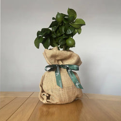 Lime tree gft rapped in hessian with Tree2mydoor ribbon