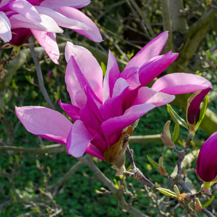 Magnolia Betty flowers in Spring