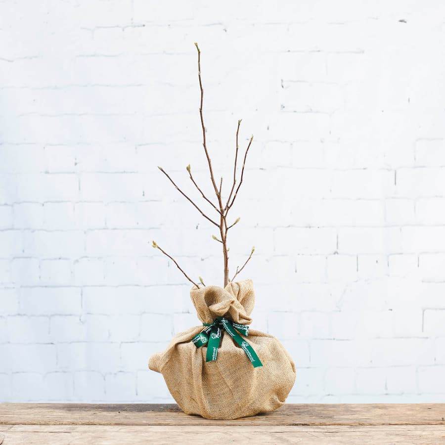 Magnolia Betty Tree Gift - Flowering Tree Gift - Tree2mydoor