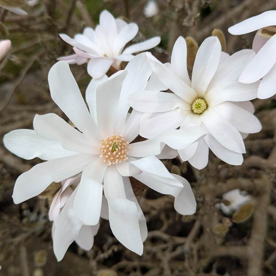 Star Magnolia Tree Gift - Flowering Tree Gift - Tree2mydoor