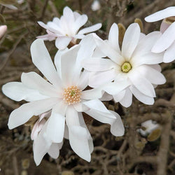 Star Magnolia Tree Gift - Flowering Tree Gift - Tree2mydoor