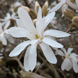 Star Magnolia Tree Gift - Flowering Tree Gift - Tree2mydoor