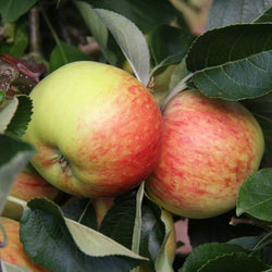 12L Apple (Malus) James Grieve 1.5m MM106 (Semi Vigourous) - Gardeners Club - Tree2mydoor