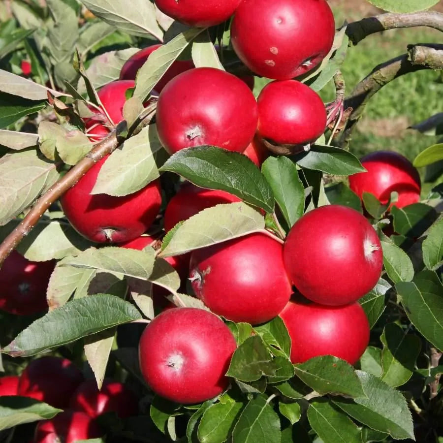 12L Apple (Malus) Scrumptious ® 1.5m MM106 (Semi Vigorous) - Gardeners Club - Tree2mydoor
