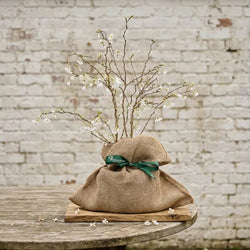 Mini Cherry Tree Prunus Kojo No Mai