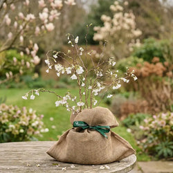 A gift Wrapped Prunus Kojo No Mai in a spring garden