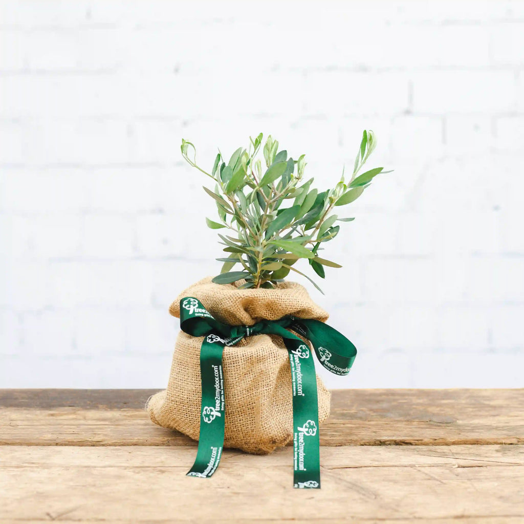 A mini olive tree gift wrapped in hessian and tied with branded tree2mydoor ribbon.