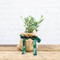 A mini olive tree gift wrapped in hessian and tied with branded tree2mydoor ribbon.