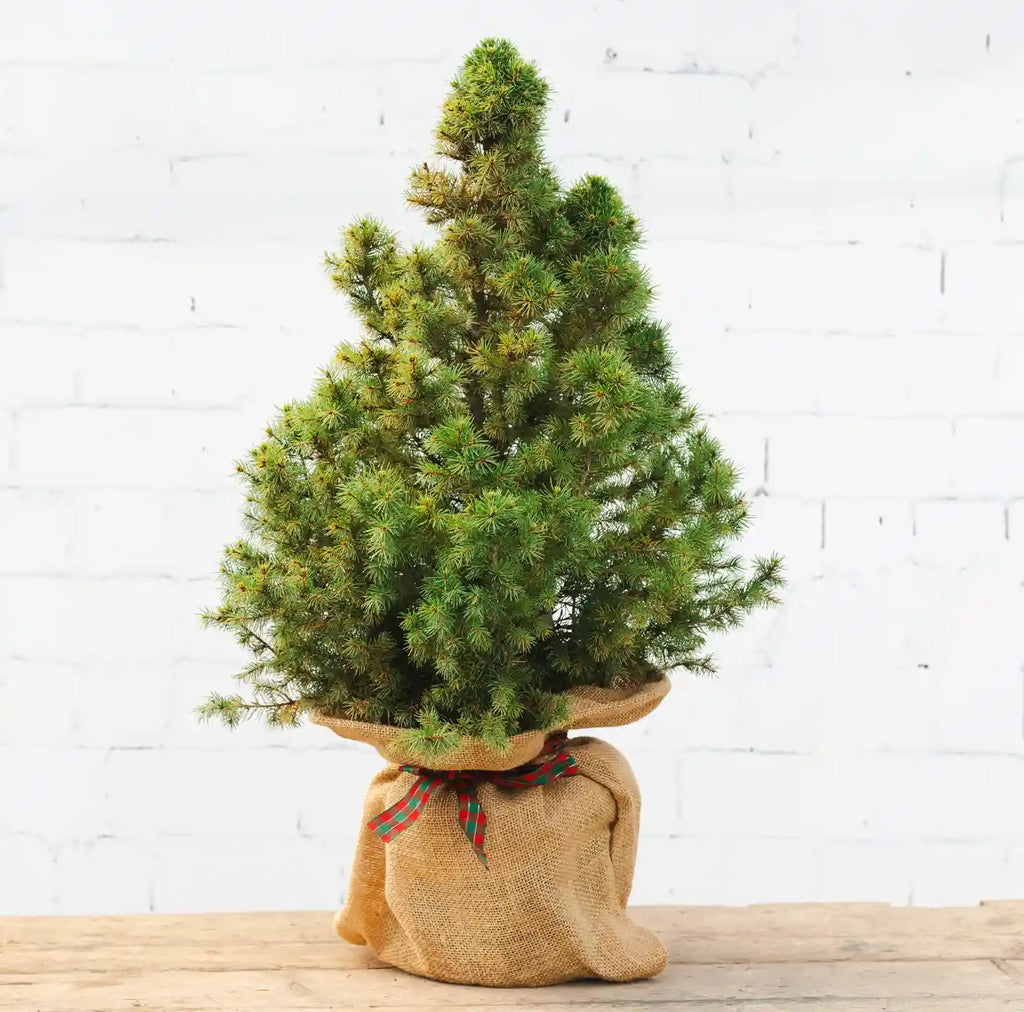 Mini Potted Christmas Tree Tiny Potted Christmas Tree - Christmas Tree Gift - Tree2mydoor