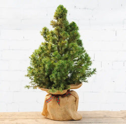Mini Potted Christmas Tree Tiny Potted Christmas Tree - Christmas Tree Gift - Tree2mydoor