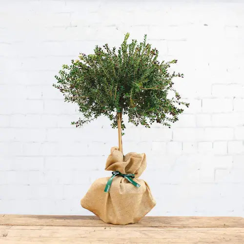 Tree Gifts by Post | Send a Tree as a Present - – Tree2mydoor