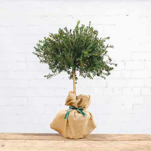 Mini Myrtle Tree Gift