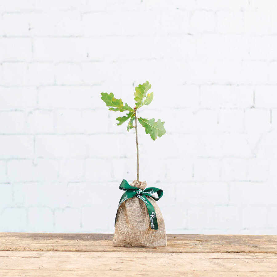 Oak Tree Gift sapling (20 to 60cm)