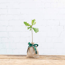 Oak Tree Gift sapling (20 to 60cm)