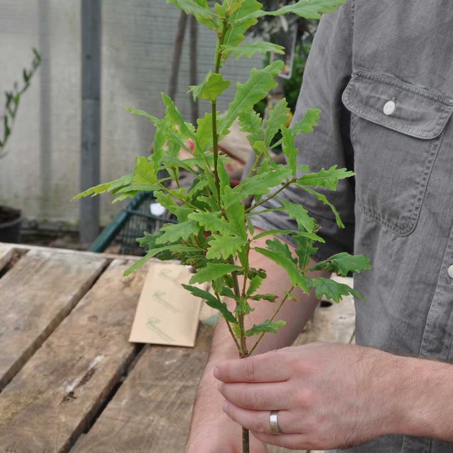 Father's Day Oak Tree Gift