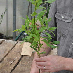 Father's Day Oak Tree Gift