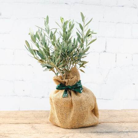 Olive Bush Gift - Olive Tree Gift - Tree2mydoor