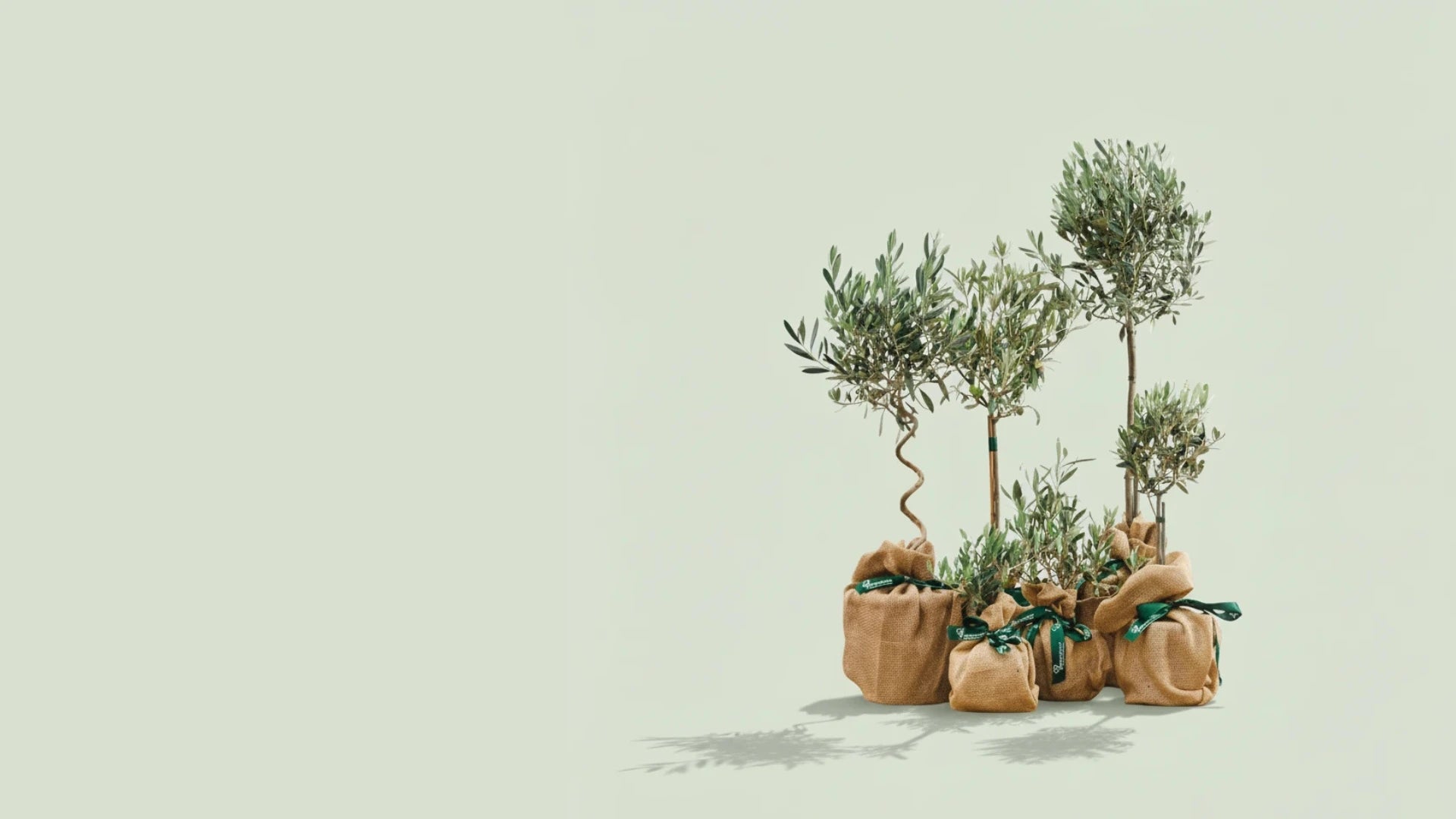 A variety of olive trees and plants wrapped in hessian