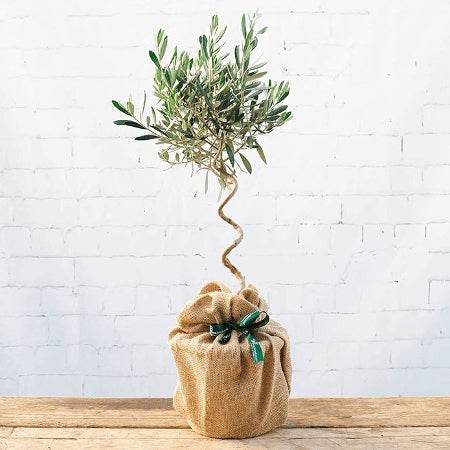 The Twisted Olive Tree Gift Mini (3L pot, 45cm height) - Olive Tree Gift - Tree2mydoor