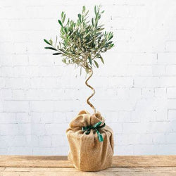 The Twisted Olive Tree Gift Mini (3L pot, 45cm height) - Olive Tree Gift - Tree2mydoor