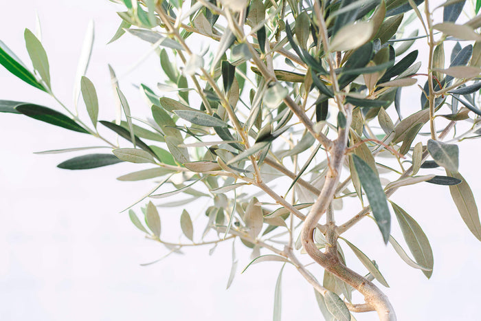 Close up of Olive leaves