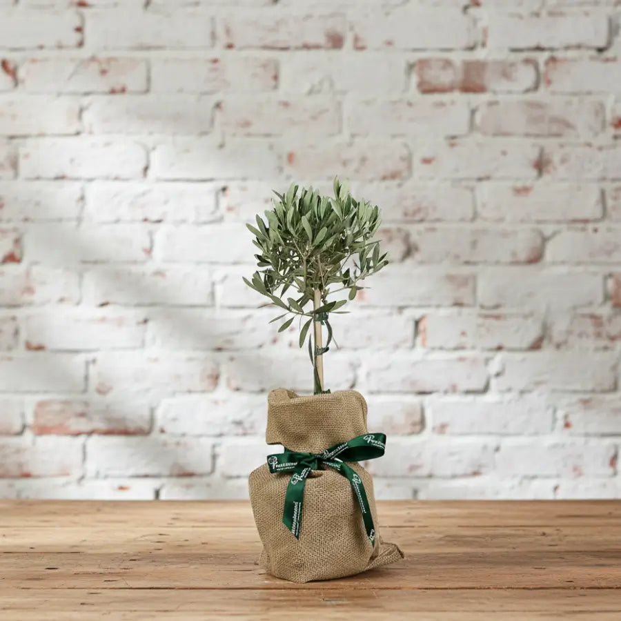 Small Olive tree in a hessian sack with a green ribbon against a white brick wall.