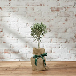 Small Olive tree in a hessian sack with a green ribbon against a white brick wall.