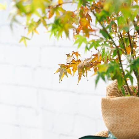 Favourite Colour Japanese Maple Tree Gift Red - Acer Tree Gift - Tree2mydoor