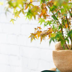 Favourite Colour Japanese Maple Tree Gift Red - Acer Tree Gift - Tree2mydoor
