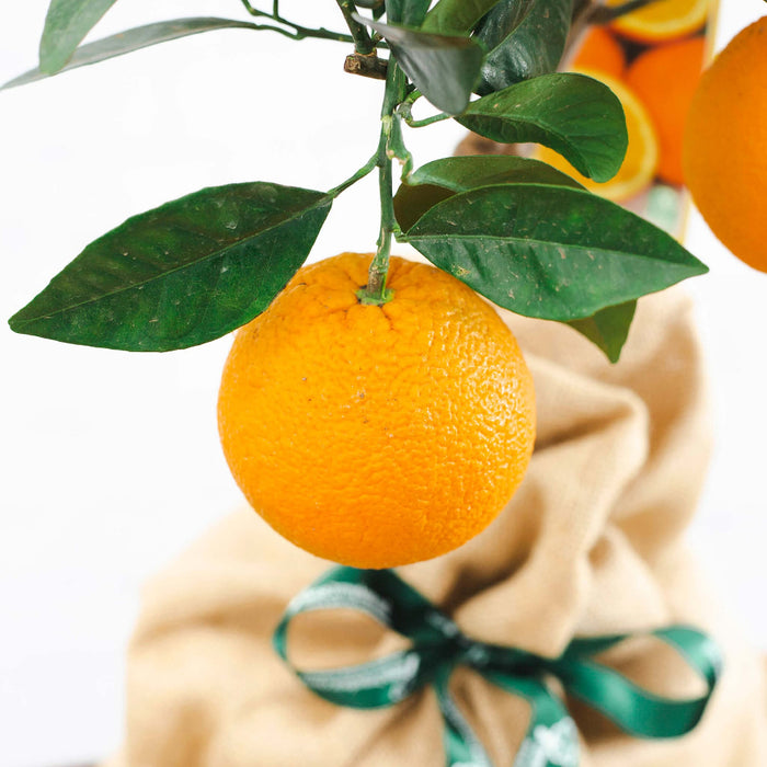 Orange tree gift