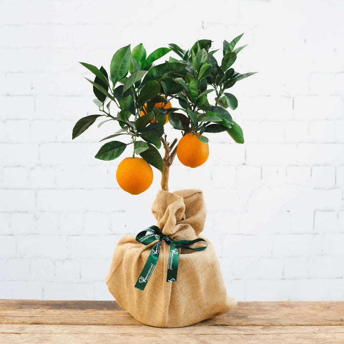 Orange Tree Gift