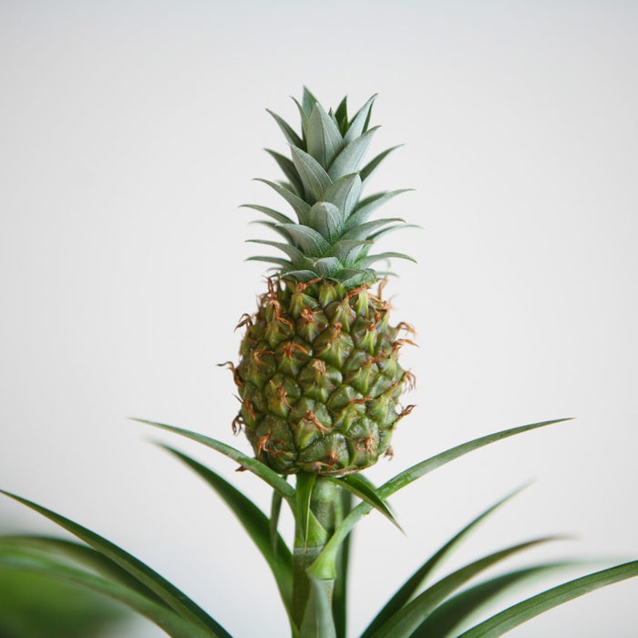 Pineapple Tree Plant