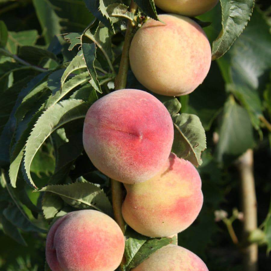 Peach (Prunus) Peregrine Tree approx 1.5m tall – Tree2mydoor