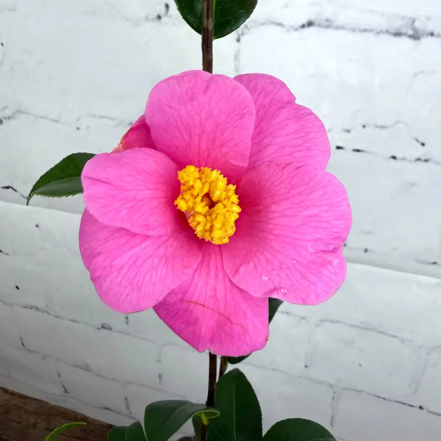 A pink camellia bloom