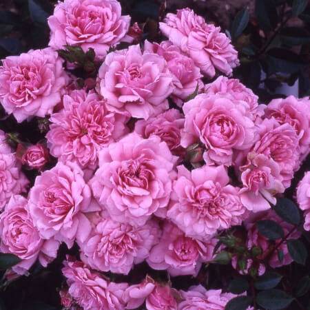 Special Daughter Rose Bush Gift - Rose Bush Gift - Tree2mydoor