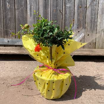 Pomegranate Tree Gift Mini Pomegranate Tree - Fruit Tree Gift - Tree2mydoor
