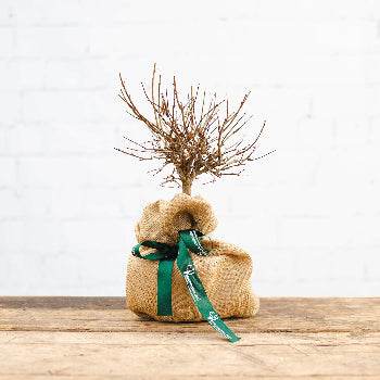 Pomegranate Tree Gift Mini Pomegranate Tree - Fruit Tree Gift - Tree2mydoor