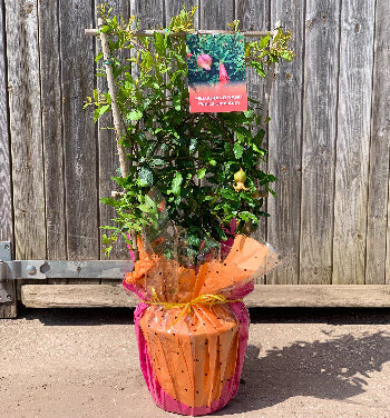 A gift wrapped pomegranate tree on a trellis 