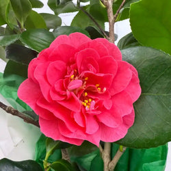 A red camellia bloom