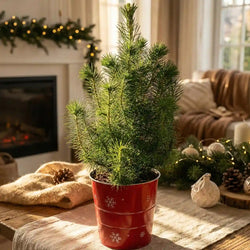 A real mini Christmas tree in a red zinc pot, placed on a table in a festive living room.