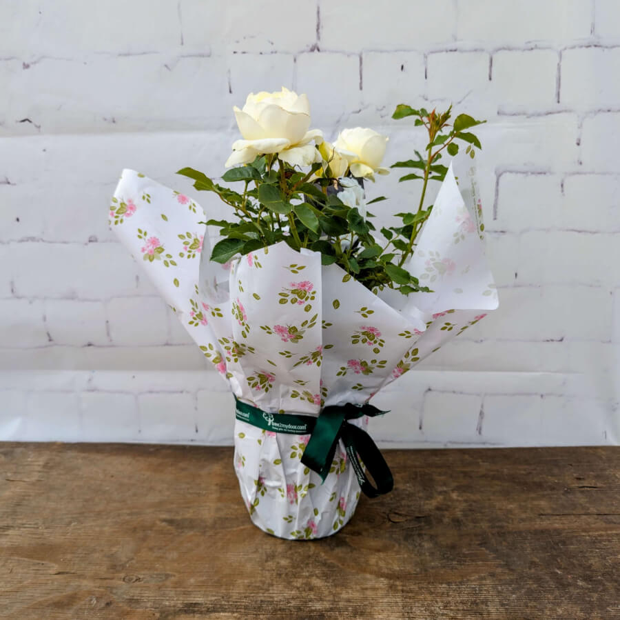 At Peace Rose Bush gift wrapped