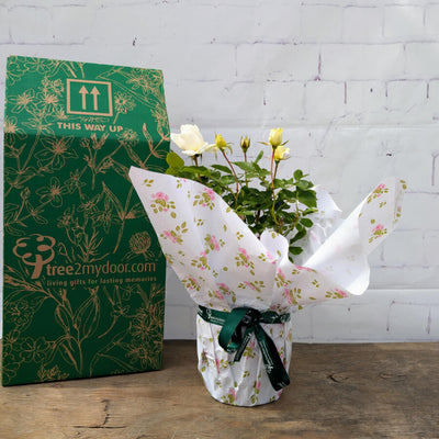 At Peace rose bush with gift box