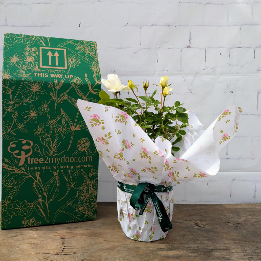 At Peace rose bush with gift box