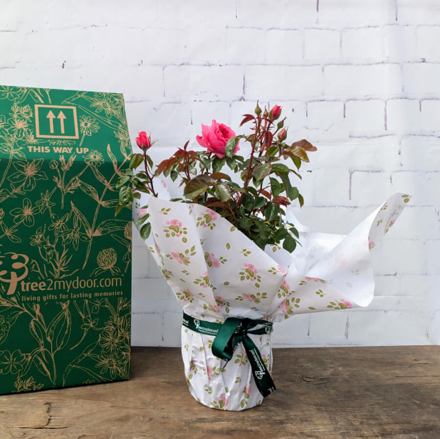 Fab at 40 Rose Bush Gift with gift box